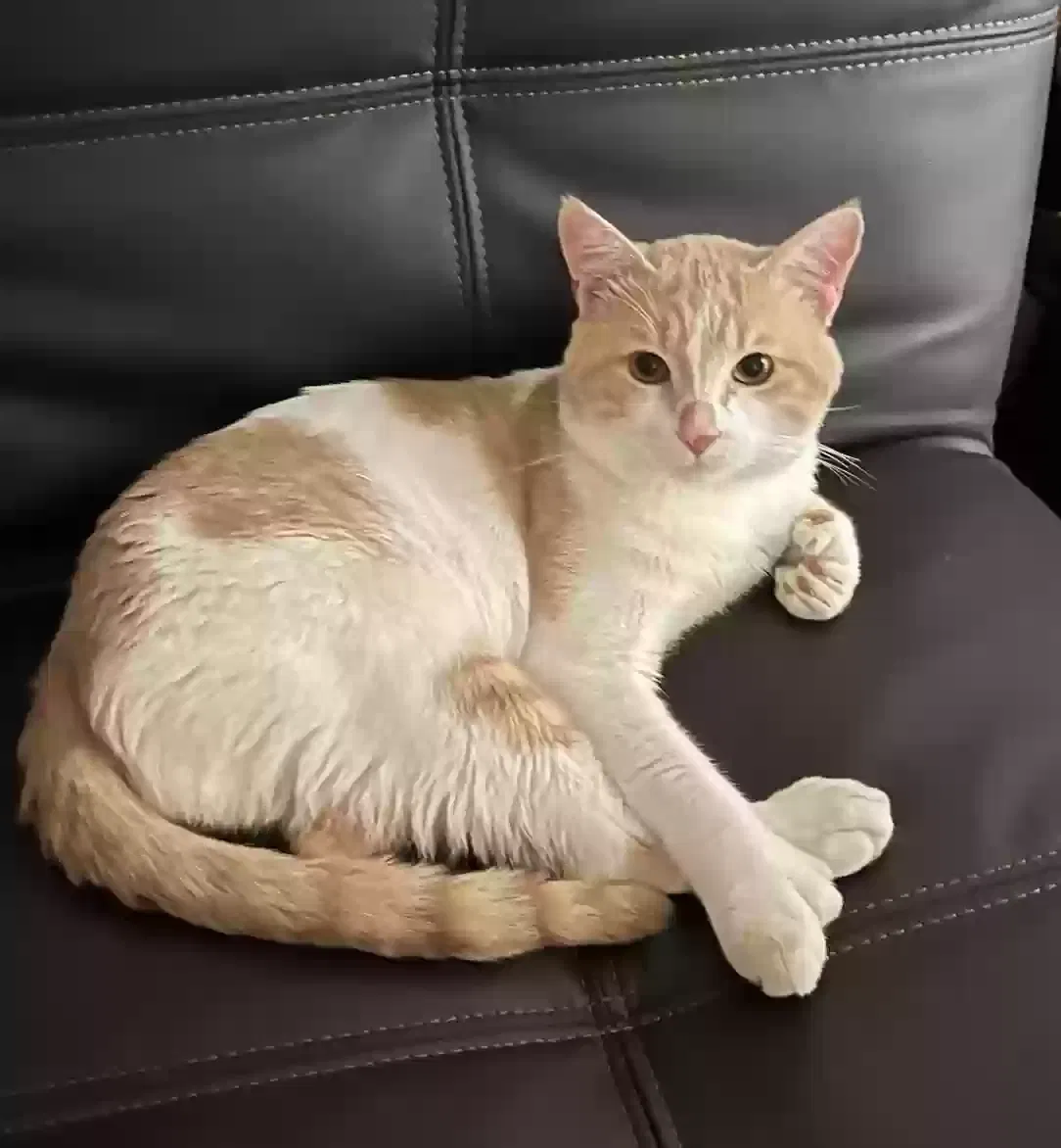 Lost cat in Carson, CA, 90745