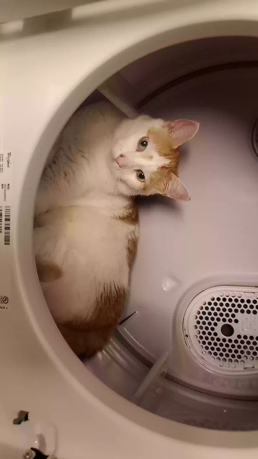 Lost cat in Saint Croix Falls, WI, 54024
