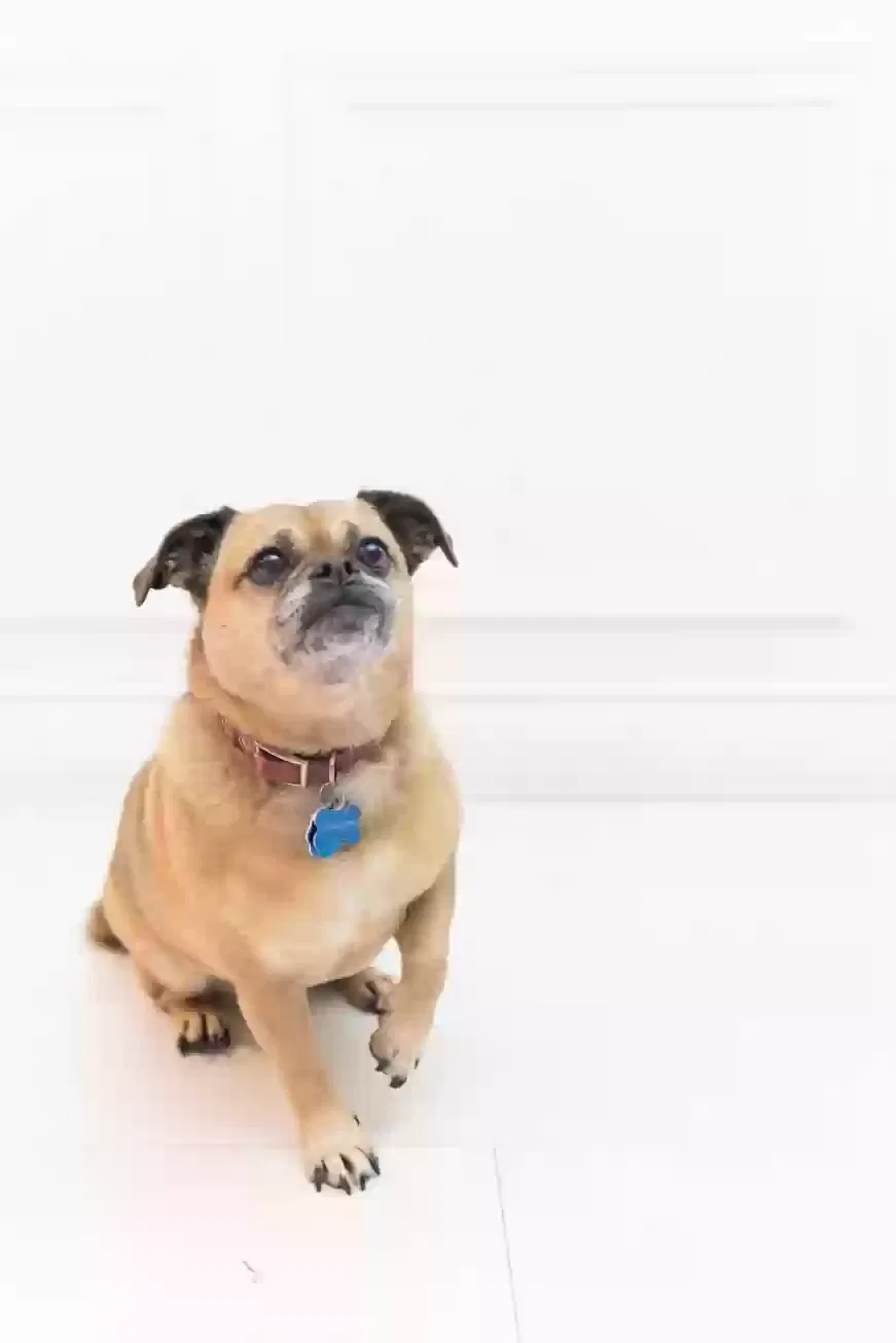 Lost dog in Los Angeles, CA, 90068