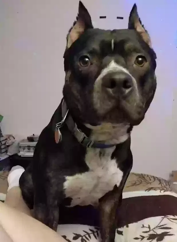 Lost dog in Denver, CO, 80221