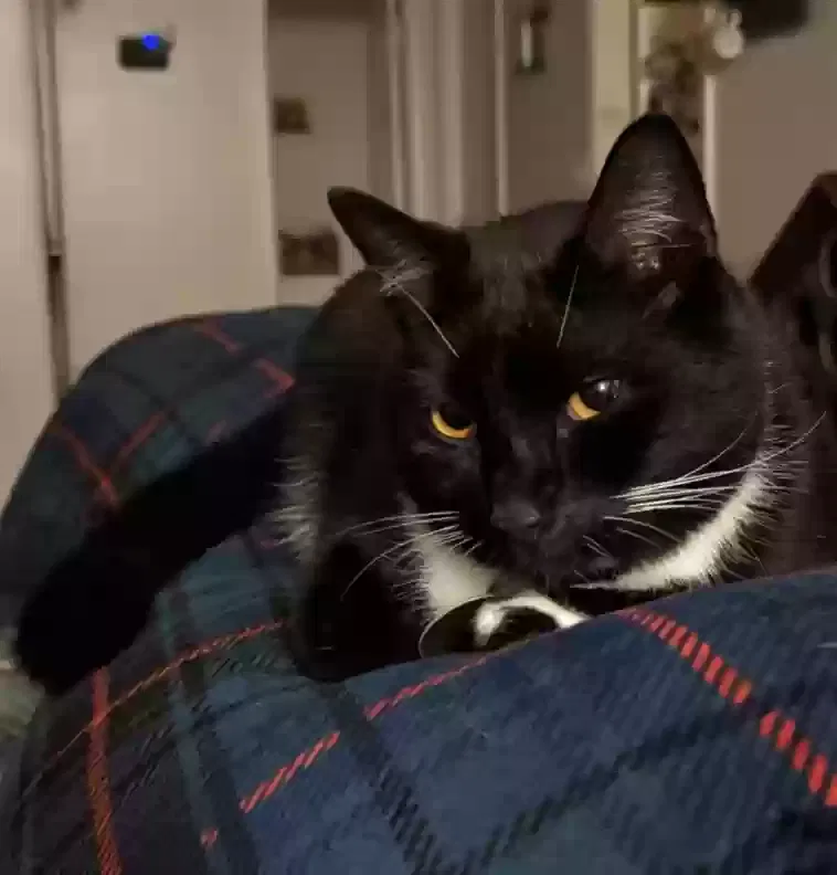 Lost cat in Greenville, SC, 29609