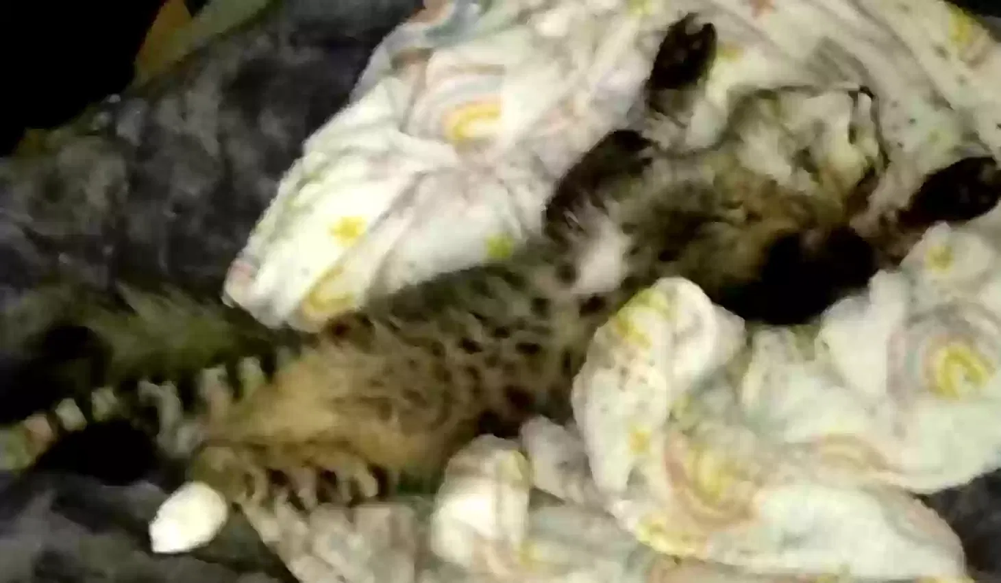 Lost cat in Pueblo, CO, 81005