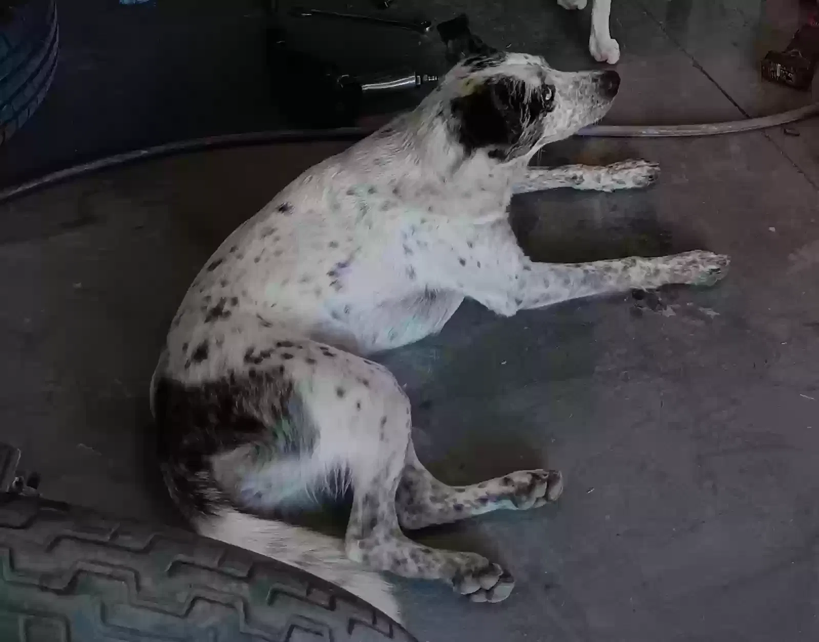 Lost dog in Mountain Home, ID, 83647