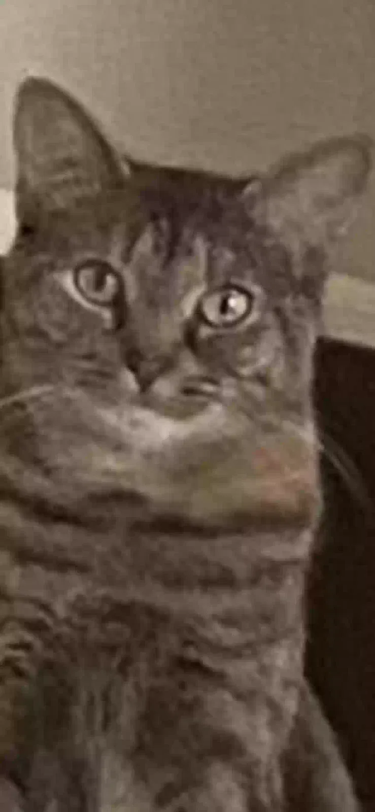 Lost cat in West Linn, OR, 97068