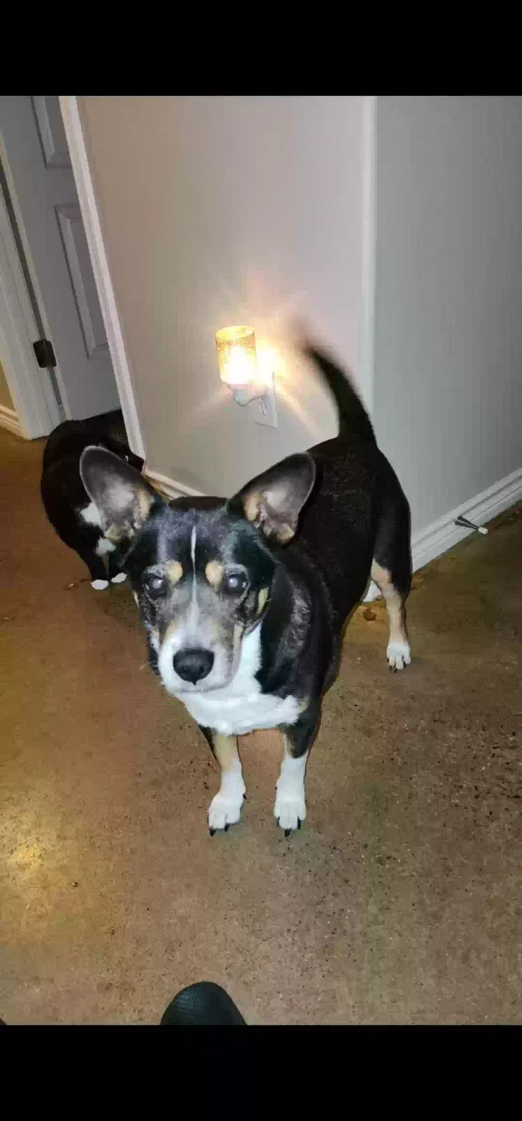 Lost dog in Corpus Christi, TX, 78412