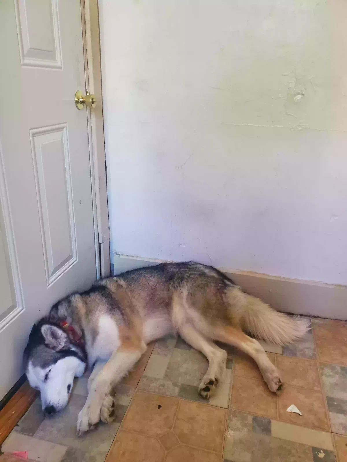 Lost dog in Arkansas City, KS, 67005