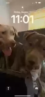 Lost dog in Maywood, IL, 60153