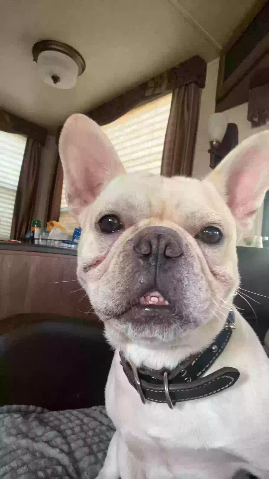 Lost dog in Santa Fe, TX, 77510