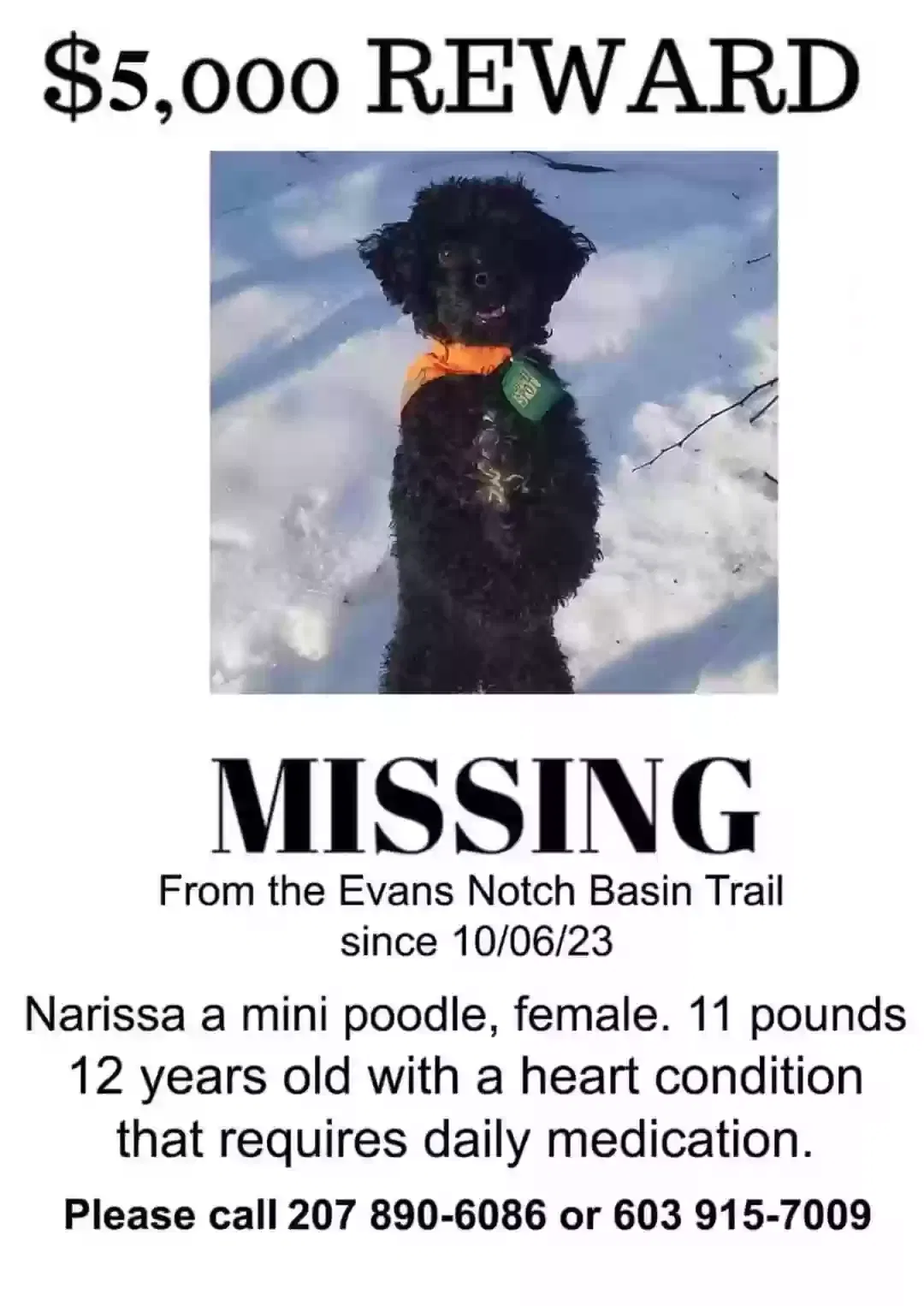 Lost dog in Center Conway, NH, 3813