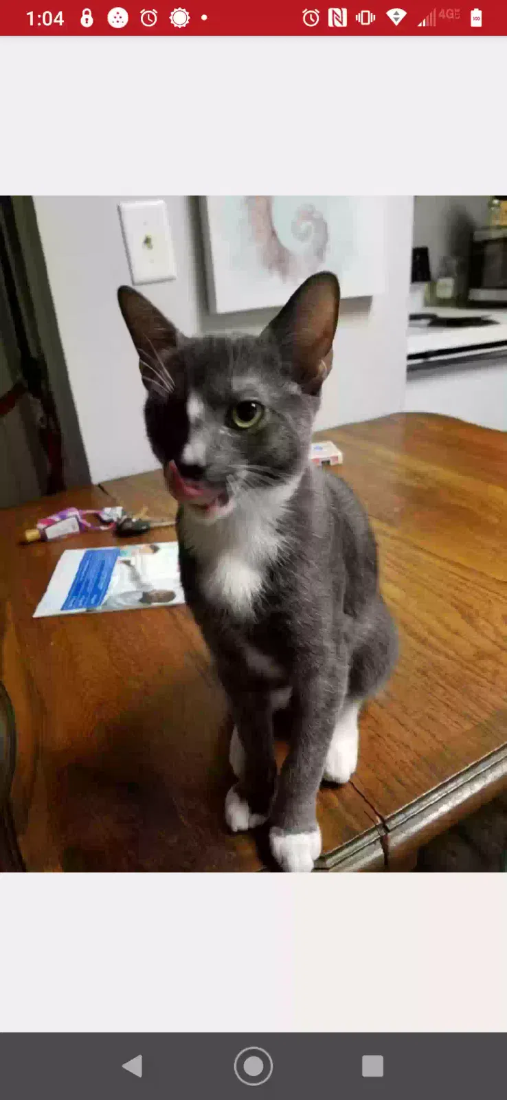 Lost cat in Auburndale, FL, 33823