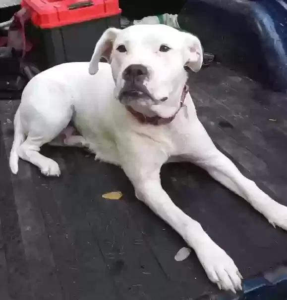 Lost dog in Palmyra, TN, 37142
