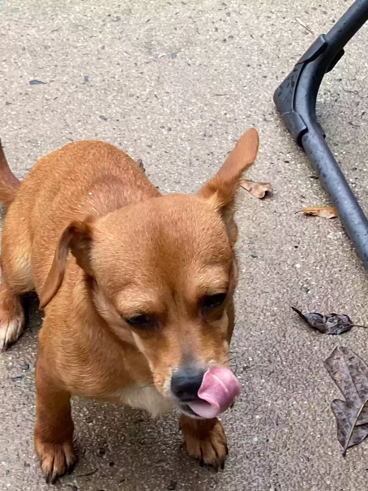 Lost dog in Charlotte, NC, 28226