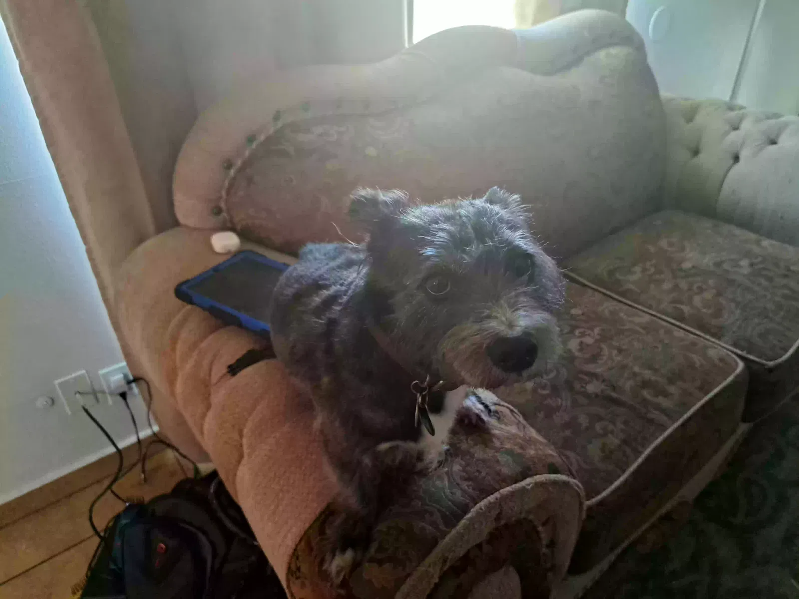 Lost dog in Bakersfield, CA, 93304