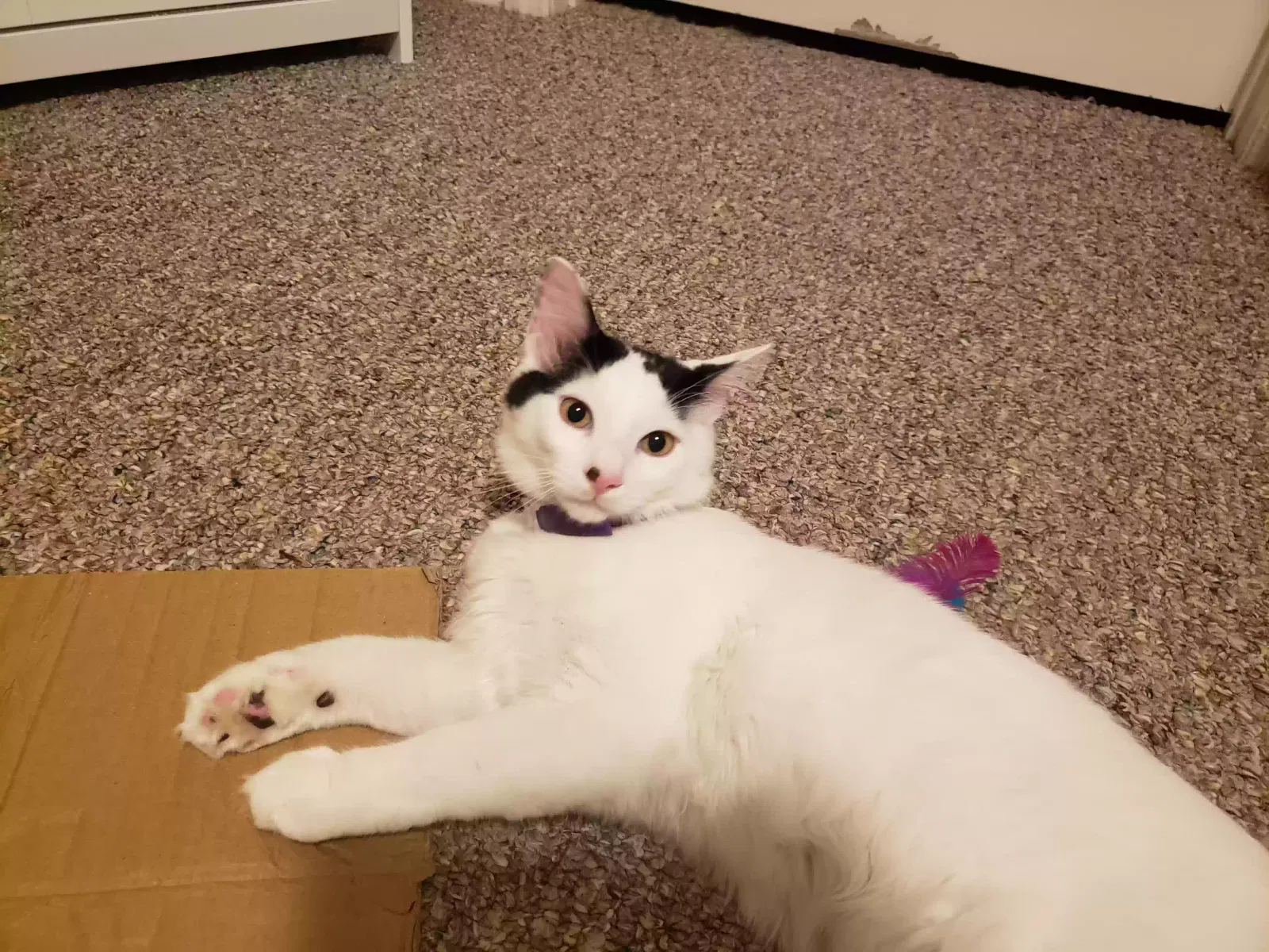 Lost cat in Orlando, FL, 32828