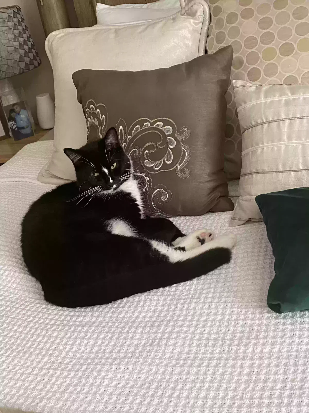 Lost cat in Cincinnati, OH, 45231