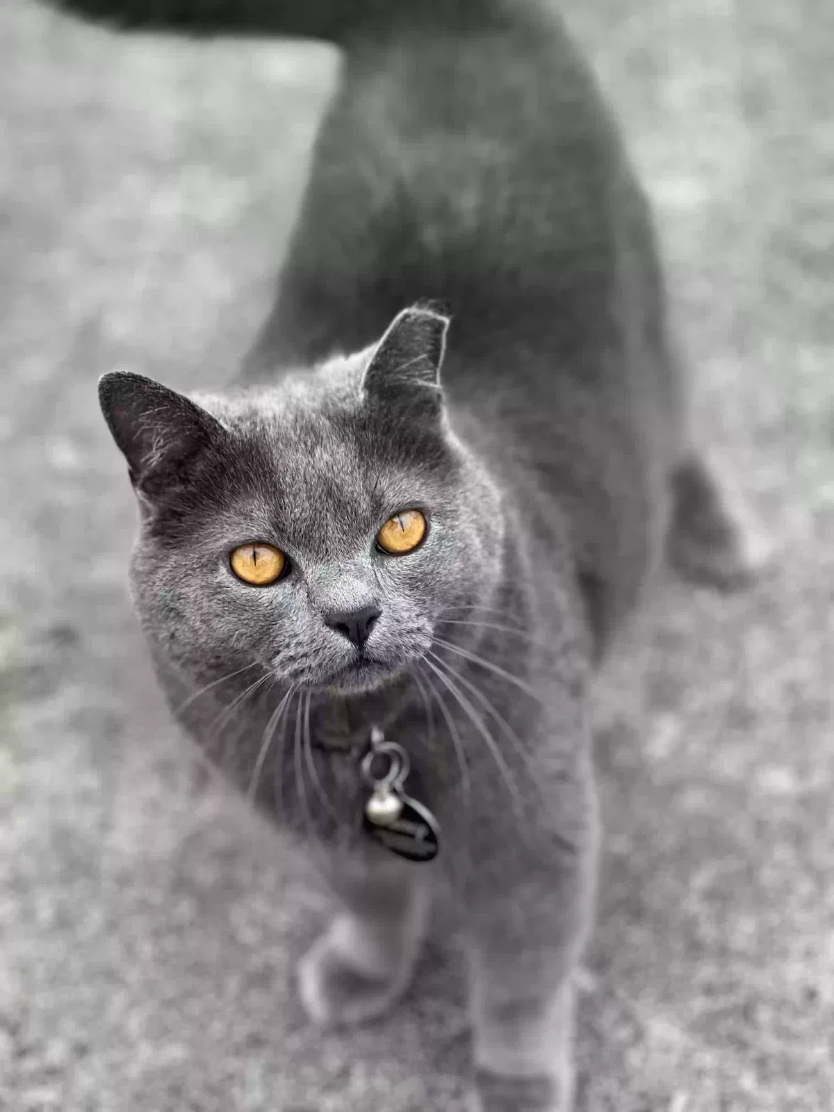 Lost cat in Knoxville, TN, 37917
