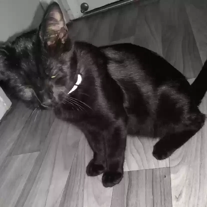 Found cat in Fontana, CA, 92337