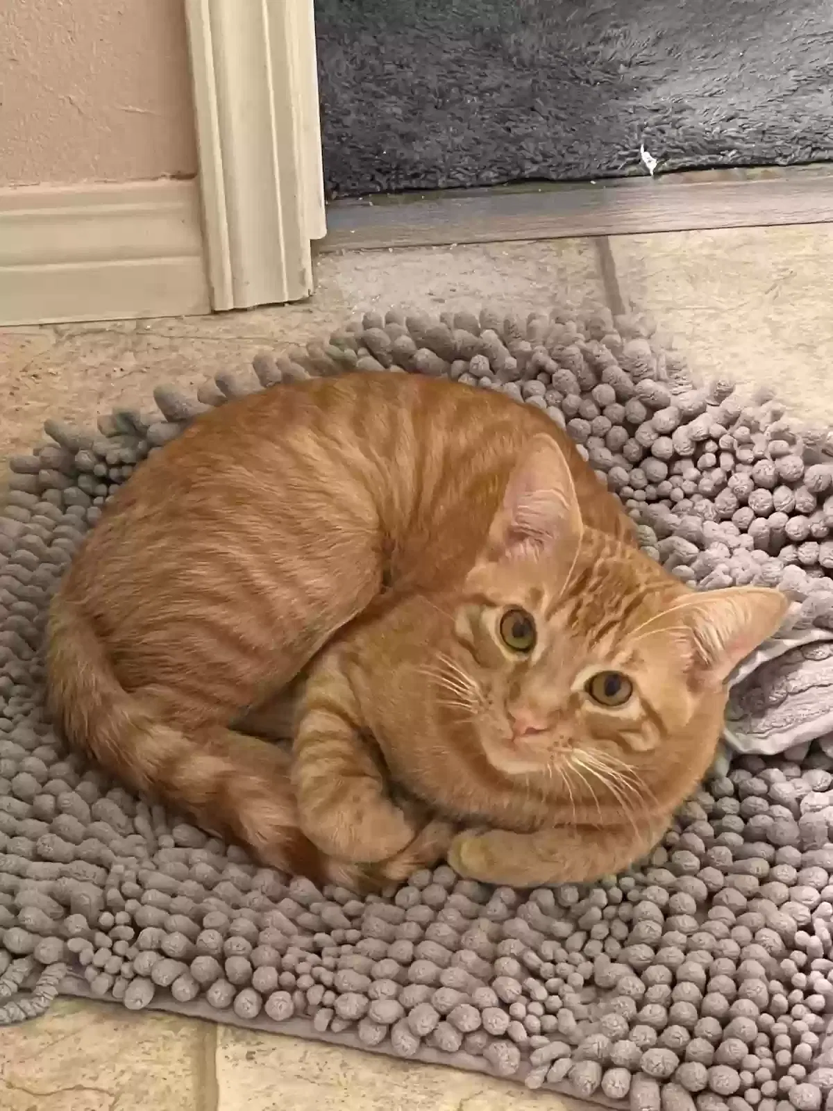 Lost cat in El Cajon, CA, 92021