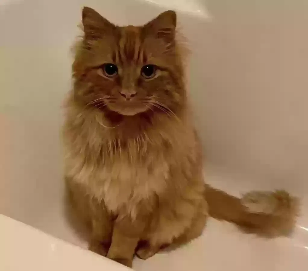 Lost cat in Northwood, NH, 3261