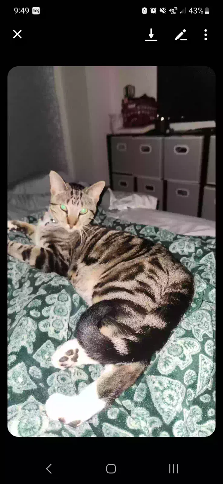 Lost cat in Evansdale, IA, 50707