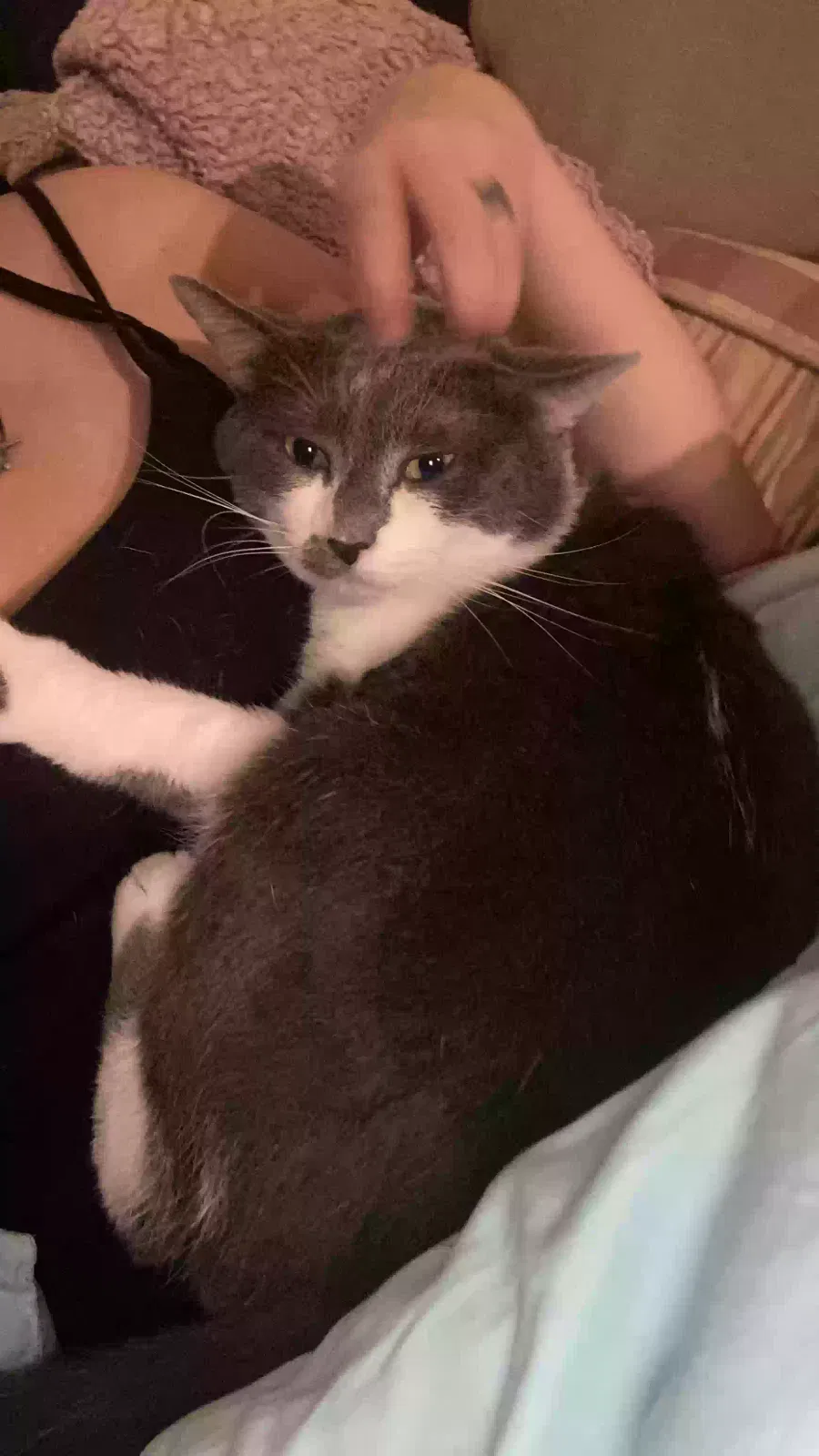 Lost cat in Buford, GA, 30518