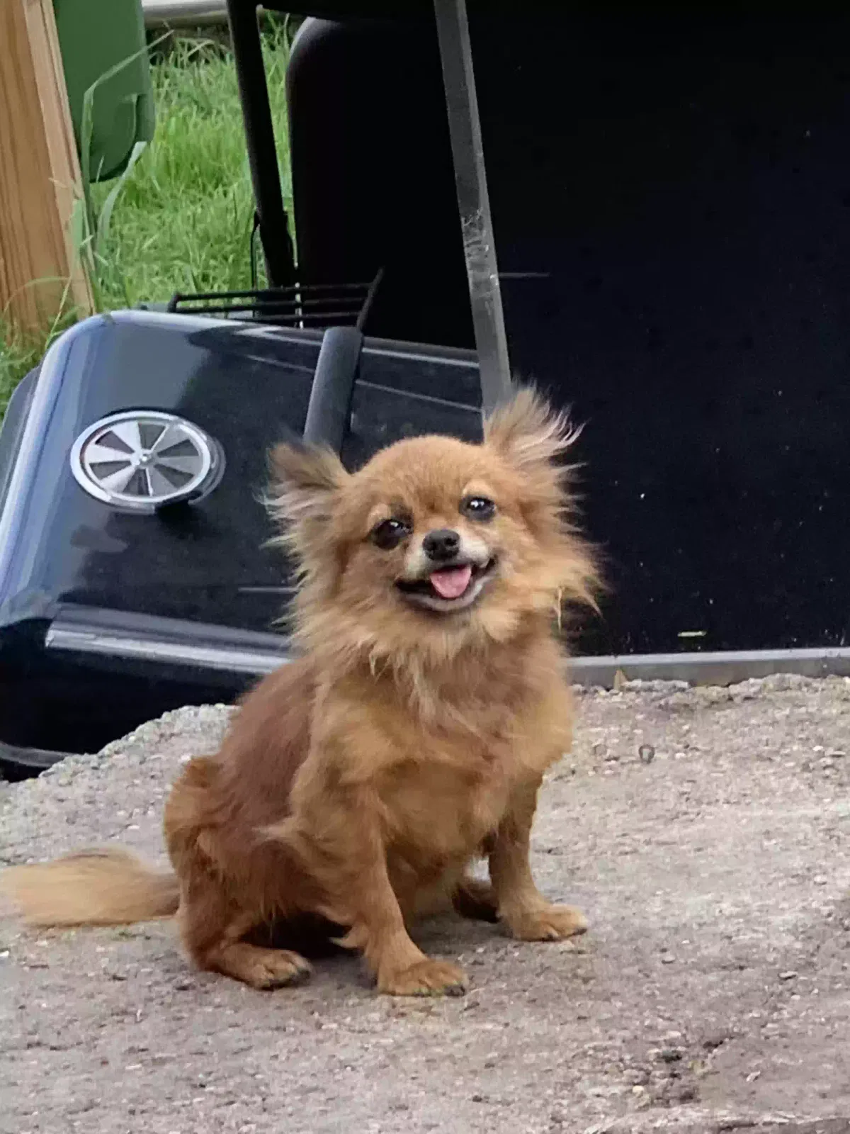 Lost dog in Garland, TX, 75043