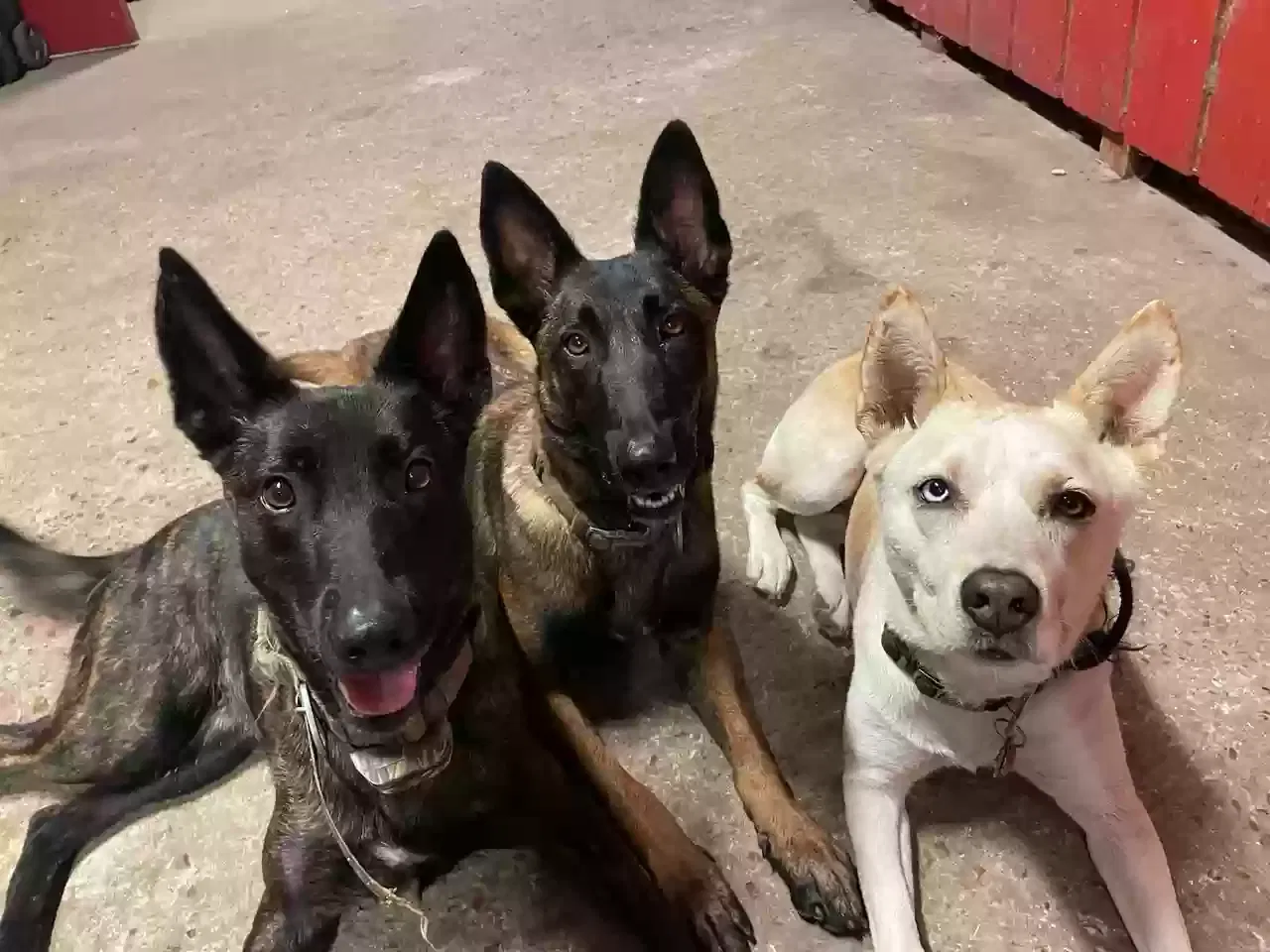 Lost dog in New Caney, TX, 77357
