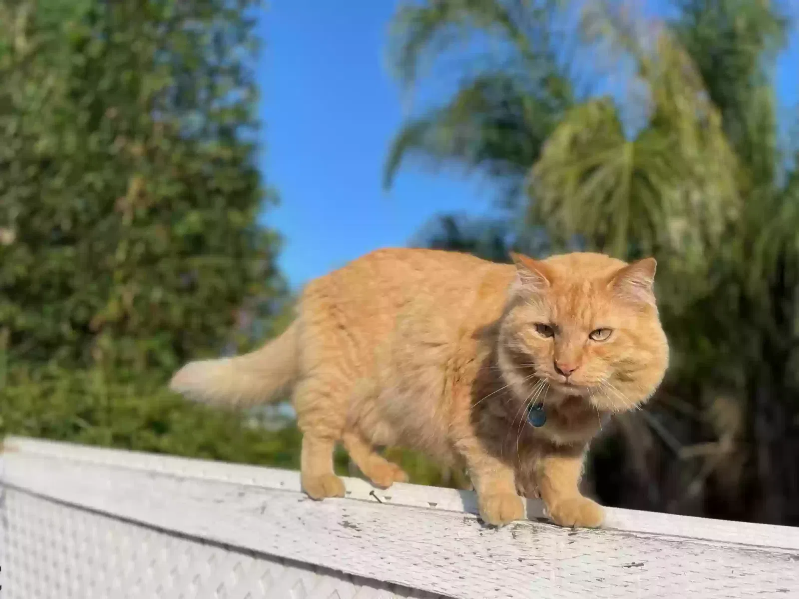 Lost cat in San Diego, CA, 92119