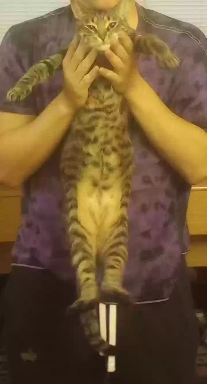 Lost cat in Unknown, IN, 0