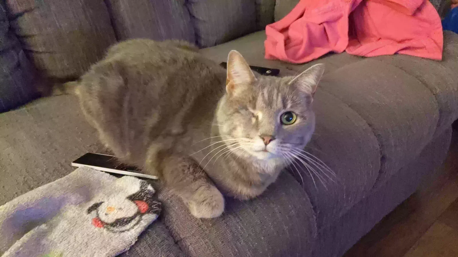 Lost cat in South Bend, IN, 46615