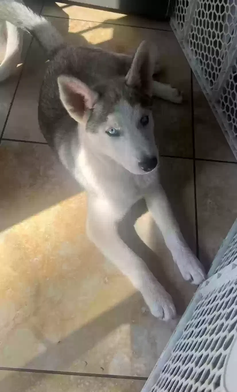 Lost dog in Portland, OR, 97201