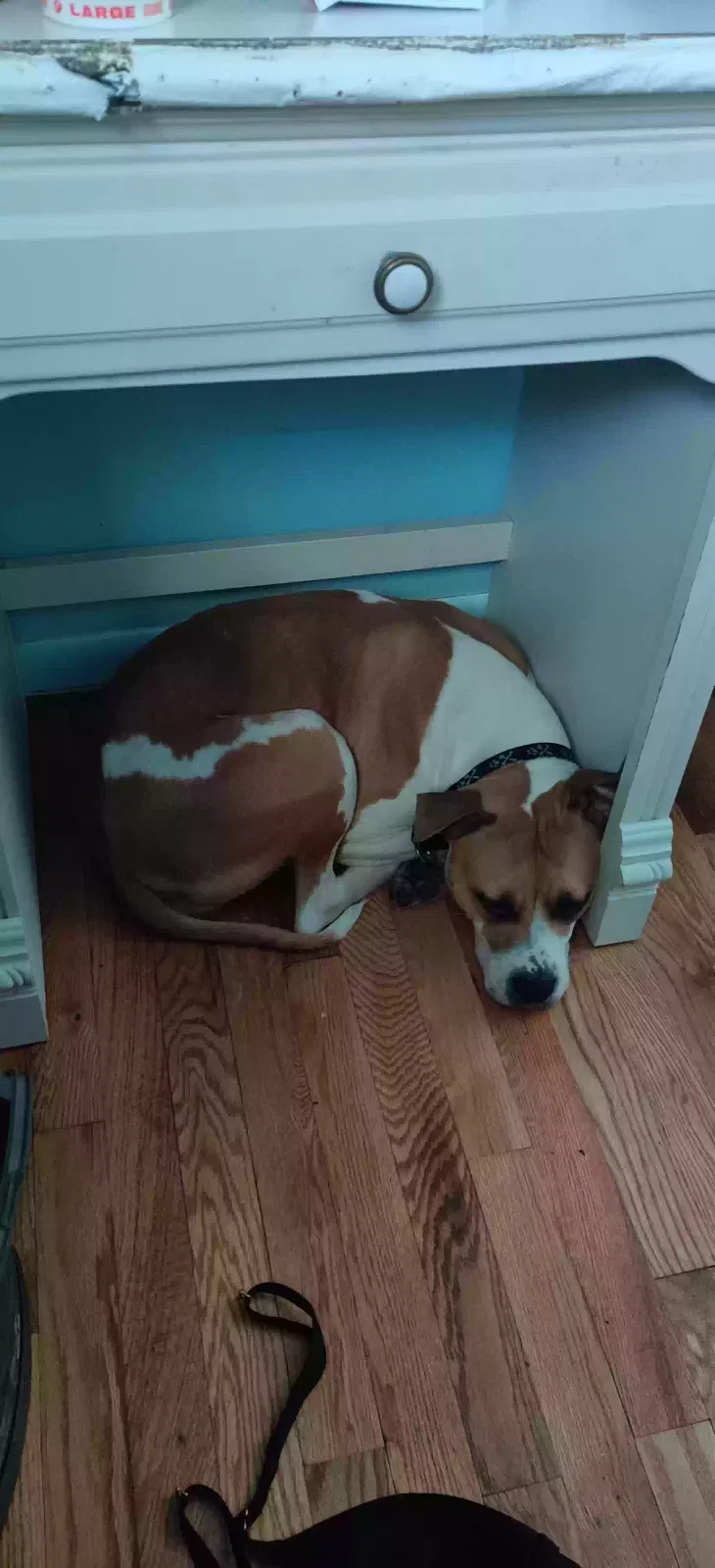 Lost dog in Westland, MI, 48186