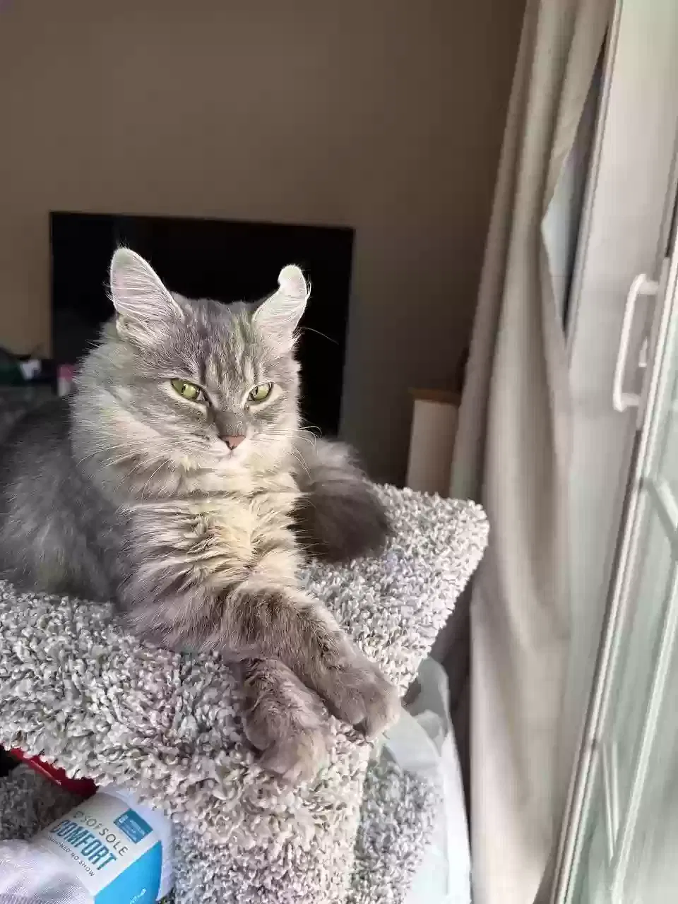 Lost cat in Worcester, MA, 1605