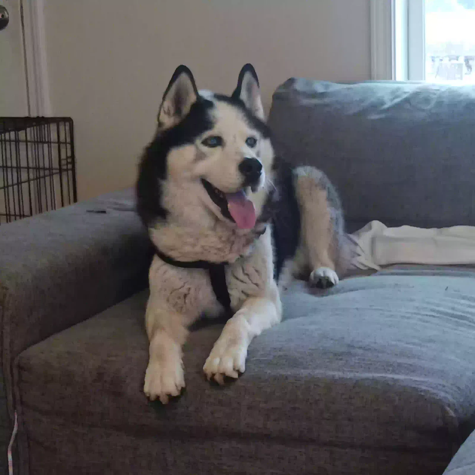 Found dog in Greensboro, NC, 27407