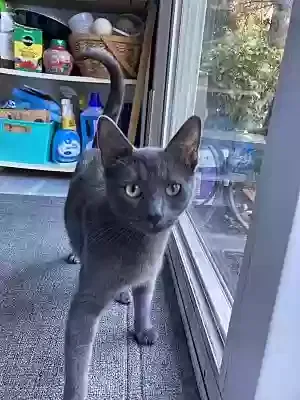 Lost cat in Olympia, WA, 98513