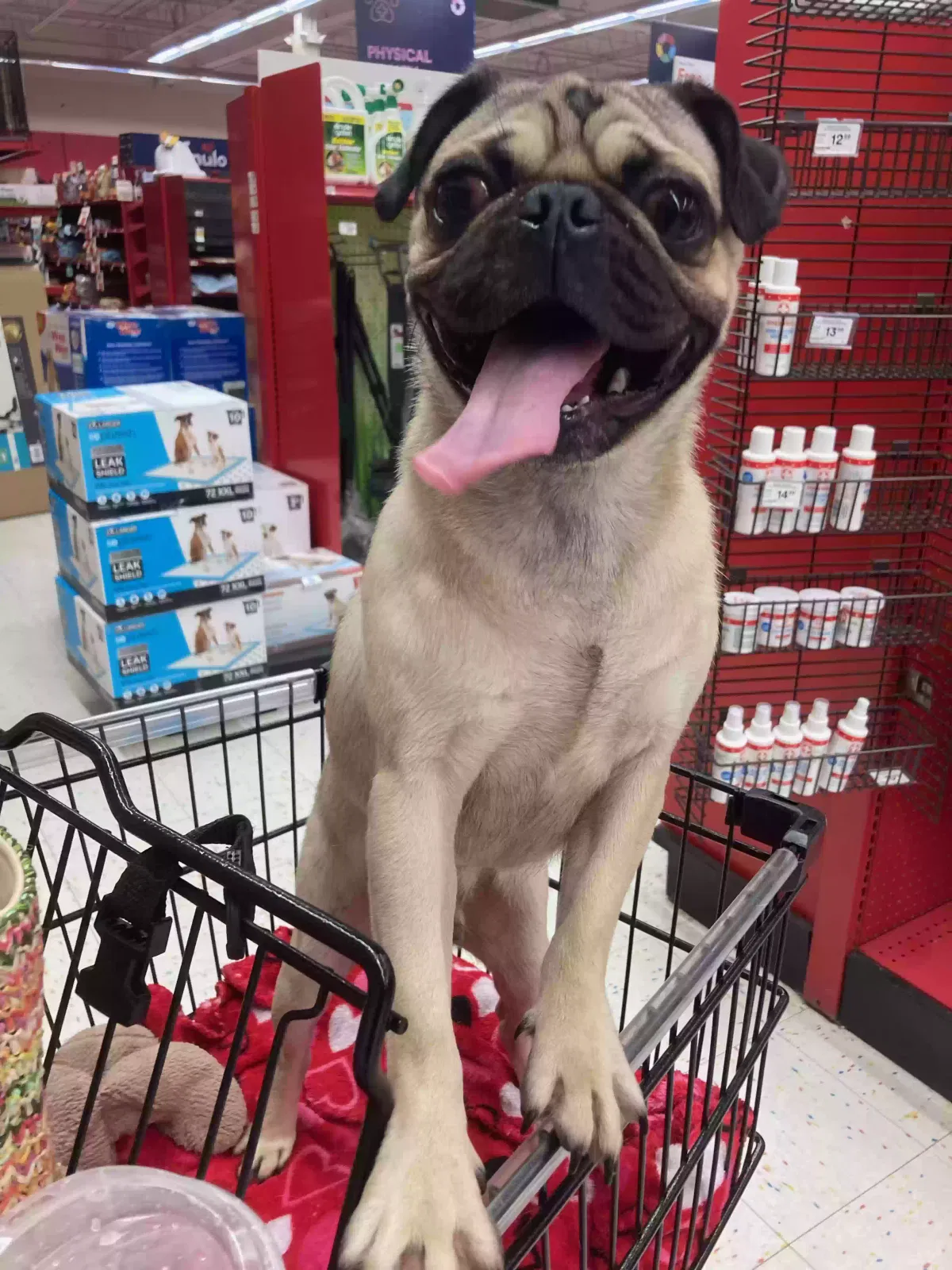 Lost dog in Lawrenceville, GA, 30044