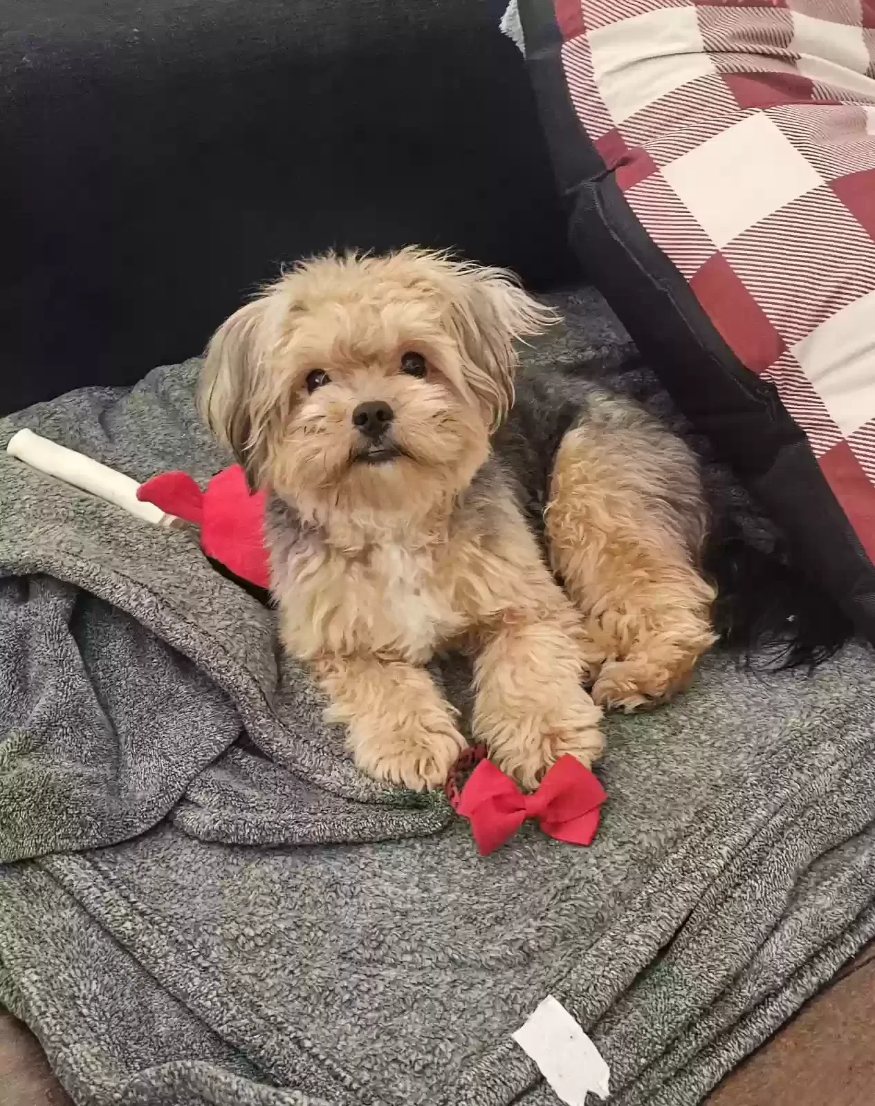 Lost dog in Rialto, CA, 92376