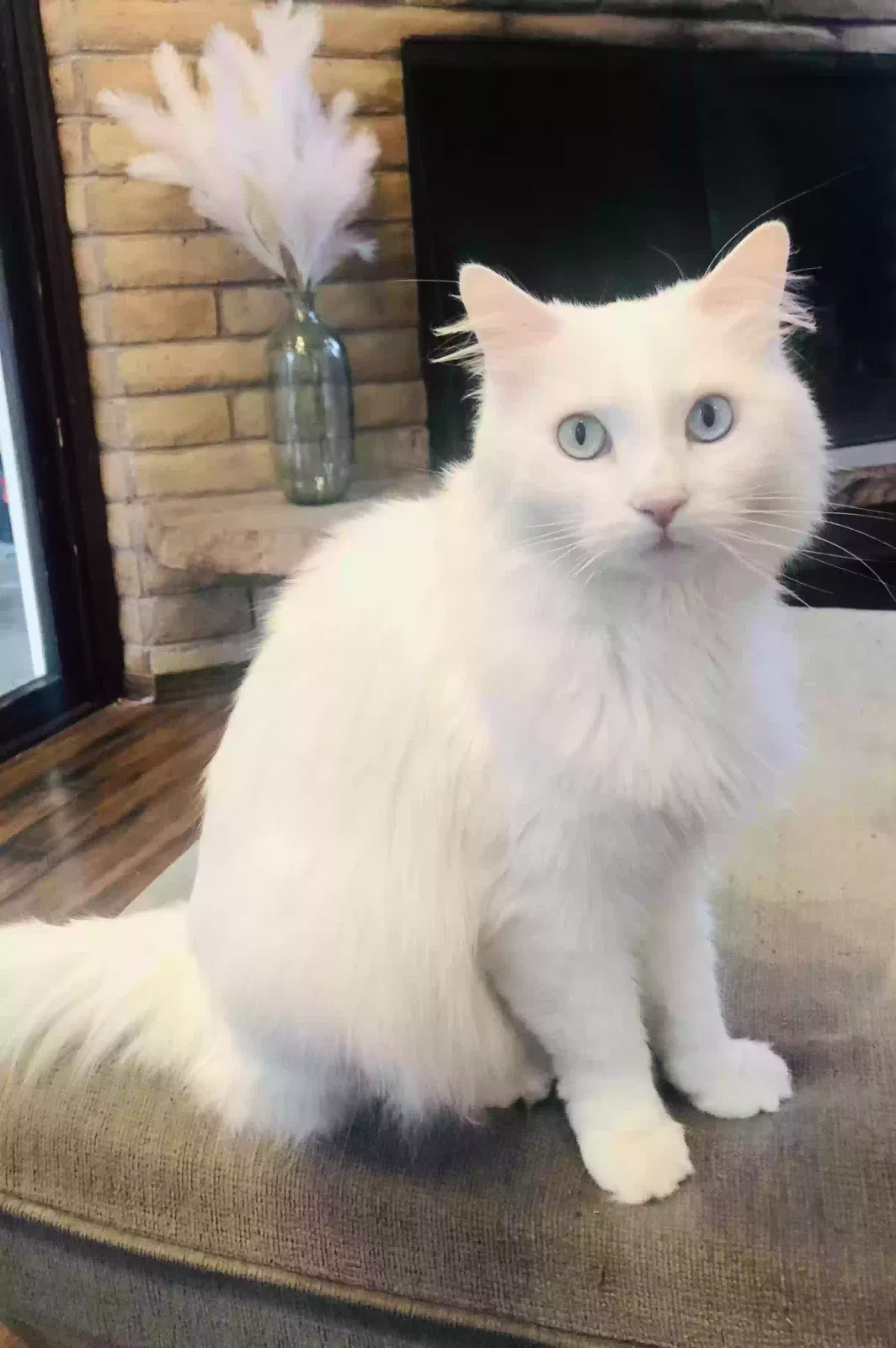 Lost cat in Aurora, CO, 80010