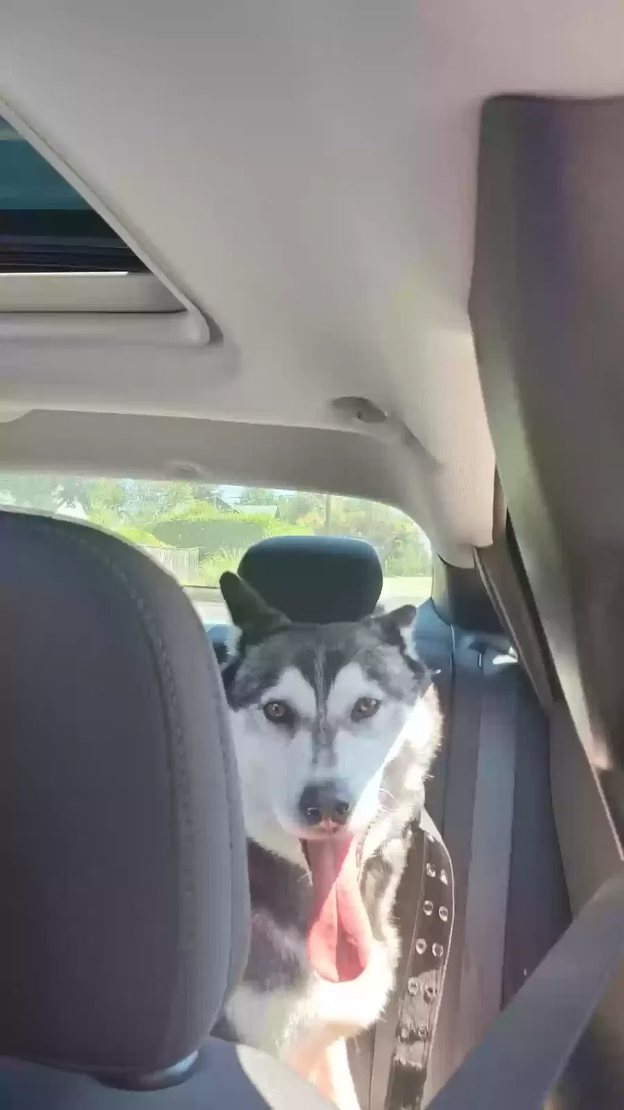 Lost dog in Tacoma, WA, 98404
