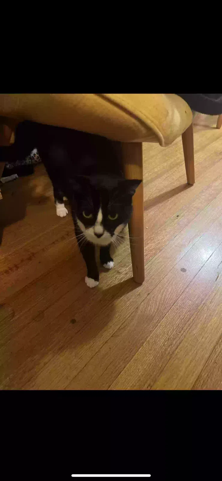 Lost cat in Tacoma, WA, 98402