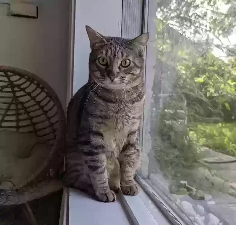 Lost cat in Houston, TX, 77096