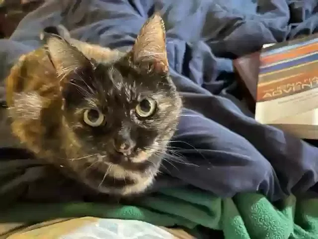 Lost cat in New Orleans, LA, 70121