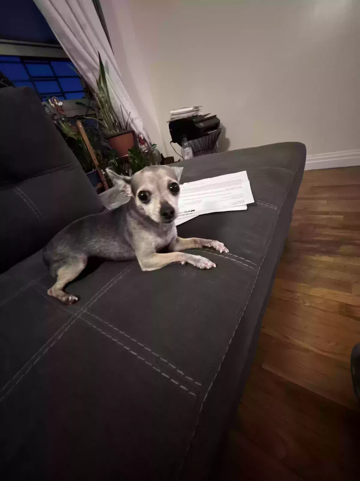 Lost dog in Brooklyn, NY, 11212