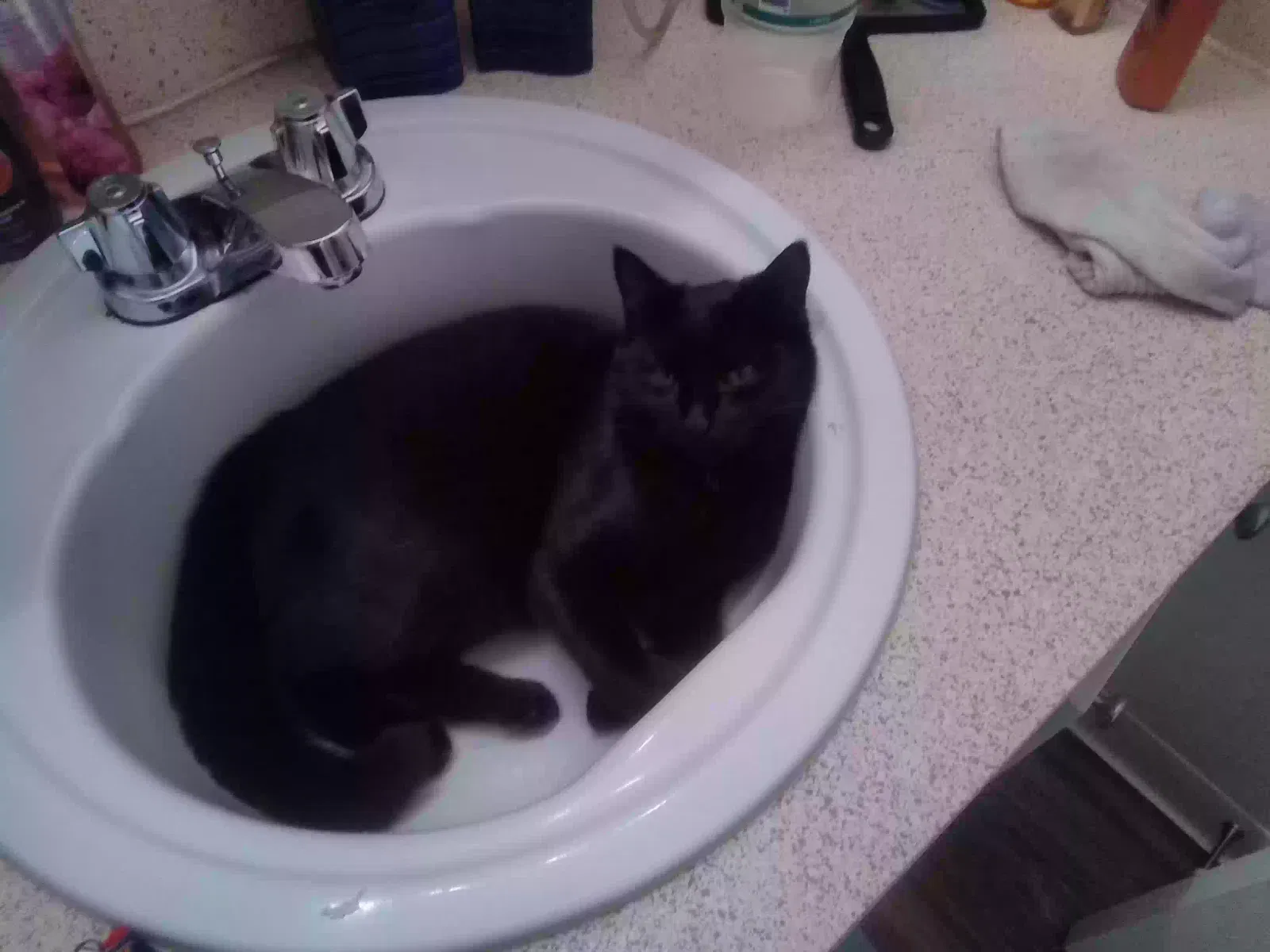 Lost cat in Seattle, WA, 98168