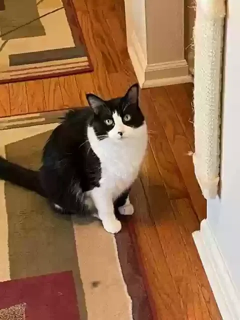 Lost cat in Peoria, IL, 61614
