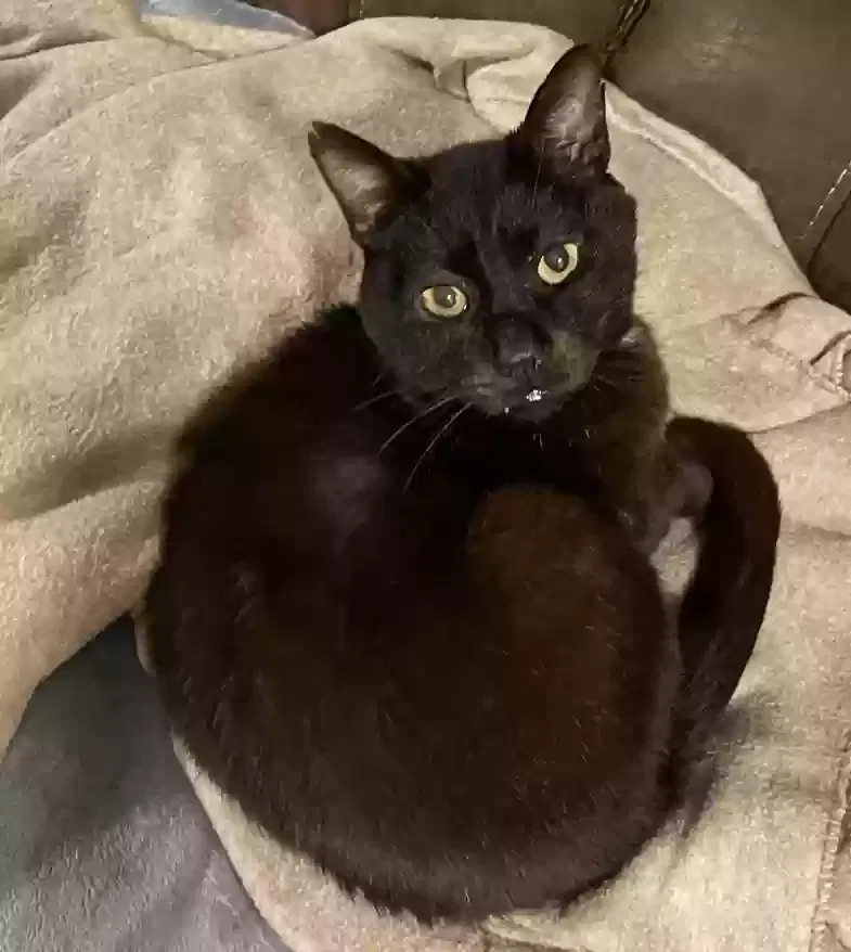 Lost cat in Kearneysville, WV, 25430