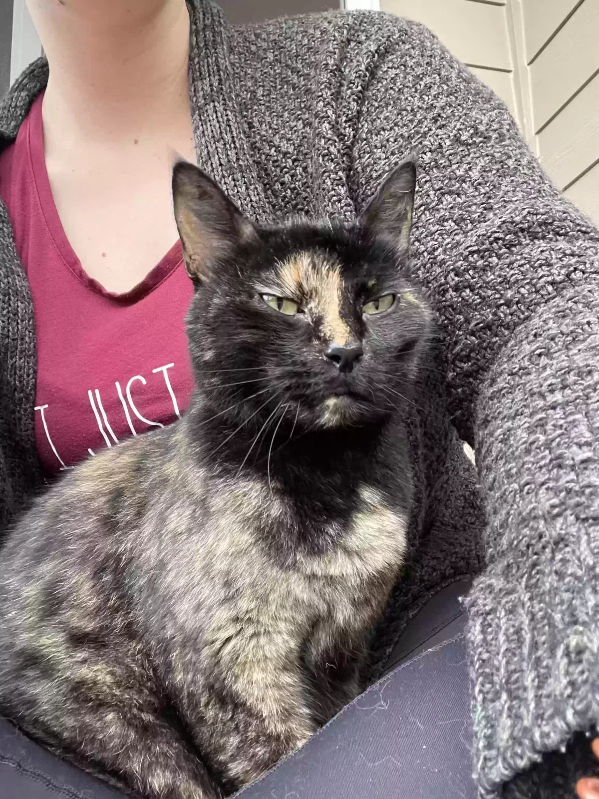 Found cat in Battle Ground, WA, 98604