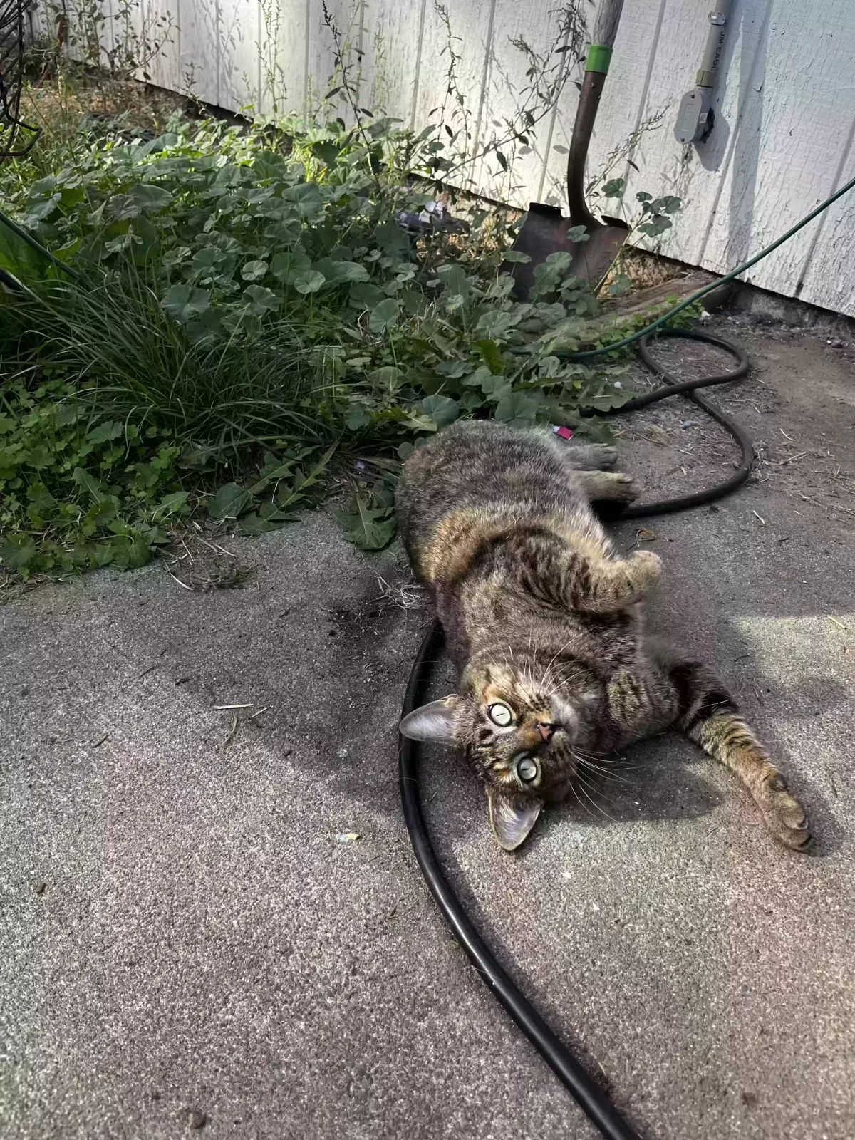 Lost cat in Coeur D Alene, ID, 83815