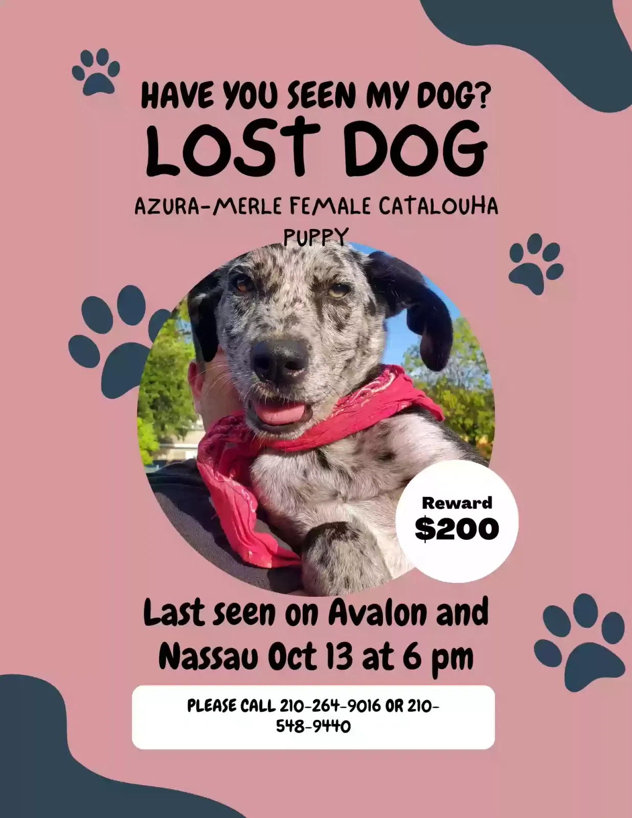 Lost dog in San Antonio, TX, 78213