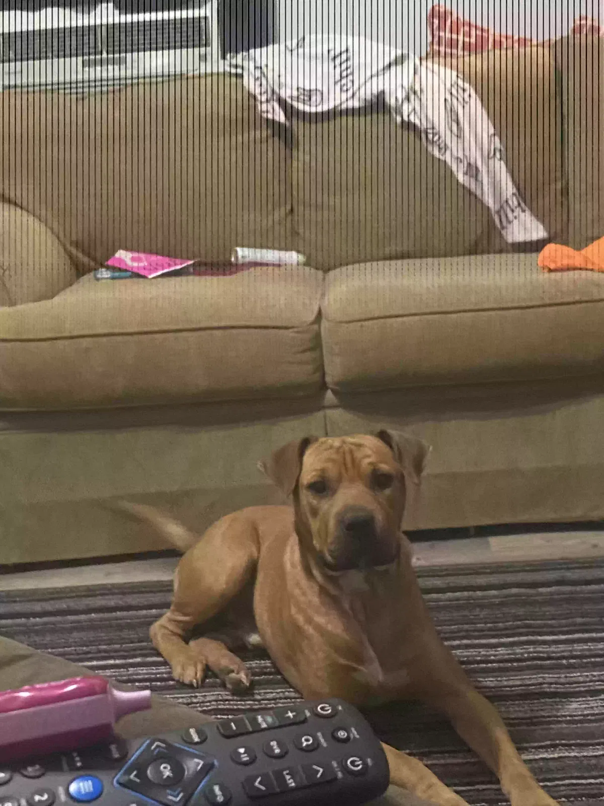 Lost dog in Troutman, NC, 28166